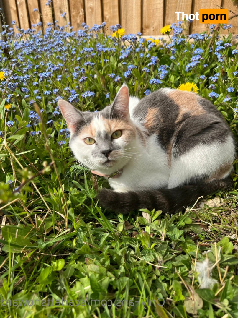 Scarlett Howard 11959411