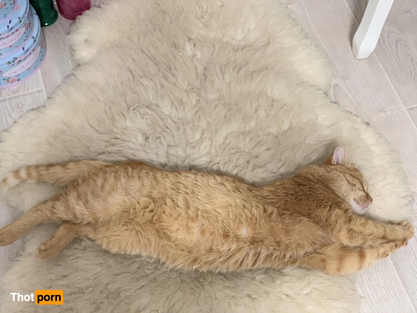 Suzanna Rose🌹Exclusive ✨ 1823751