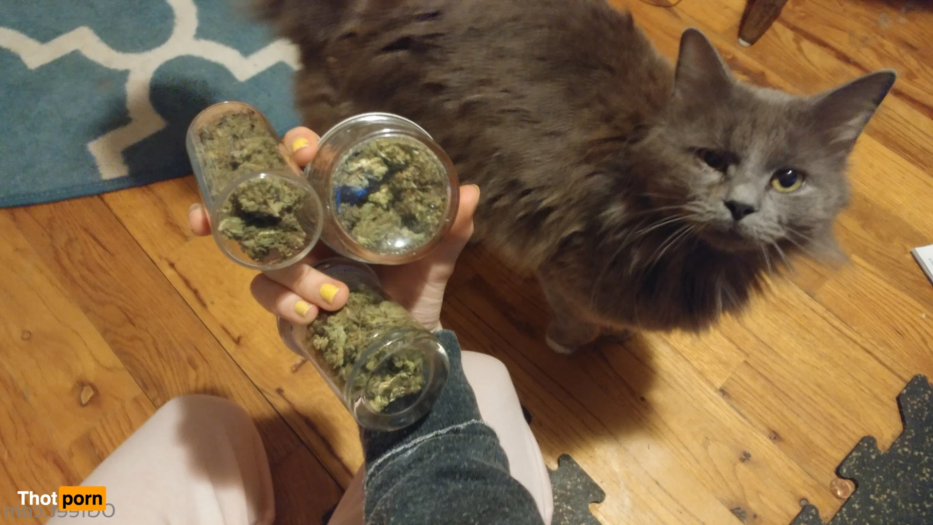 Sativa Skies 16470796