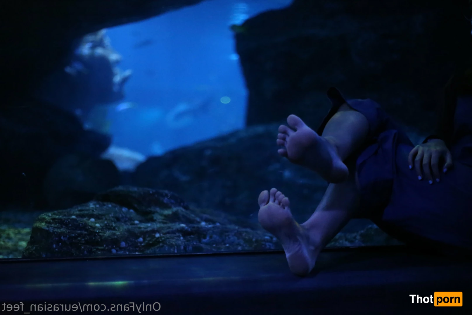 Eurasian Feet 14702747