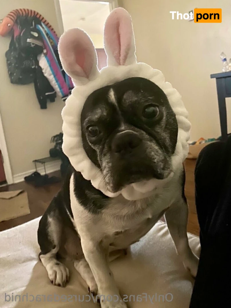 THE SPIDER. 13857116