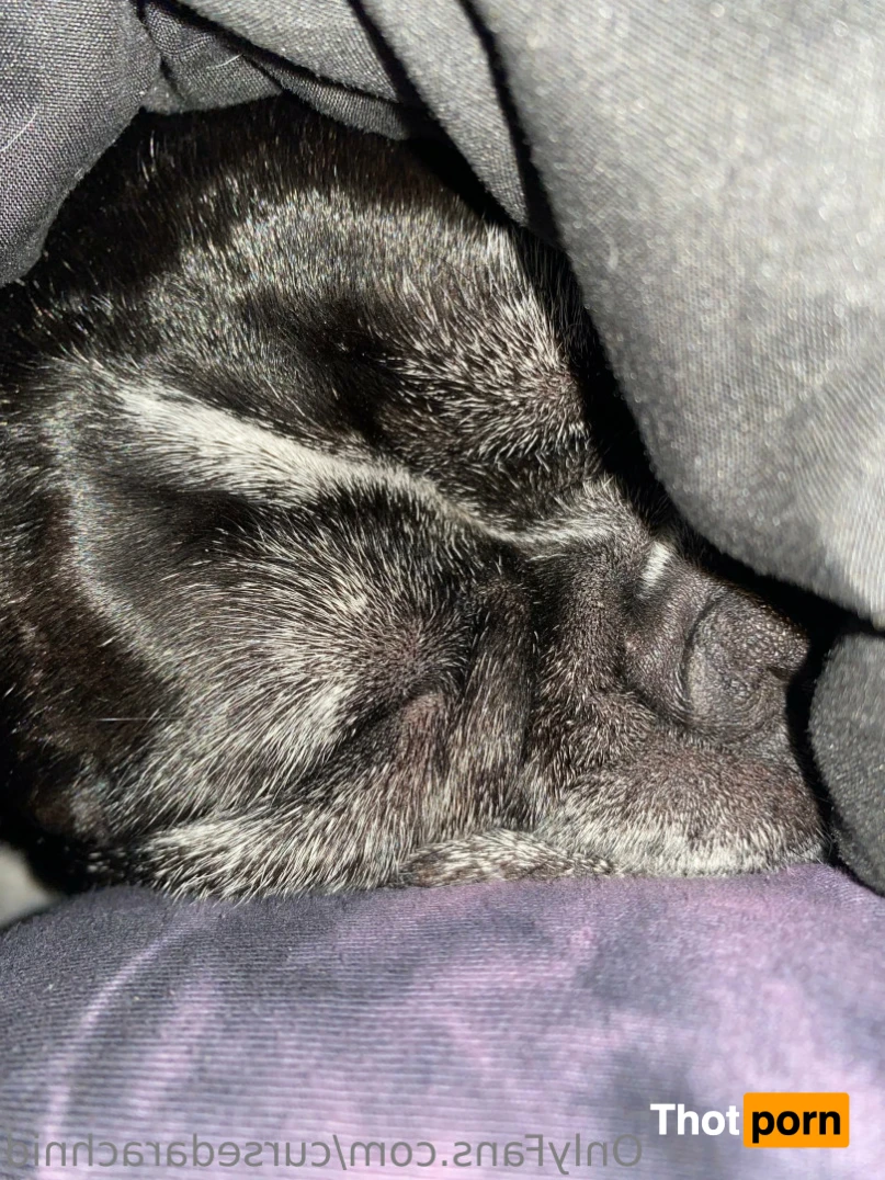 THE SPIDER. 13857164