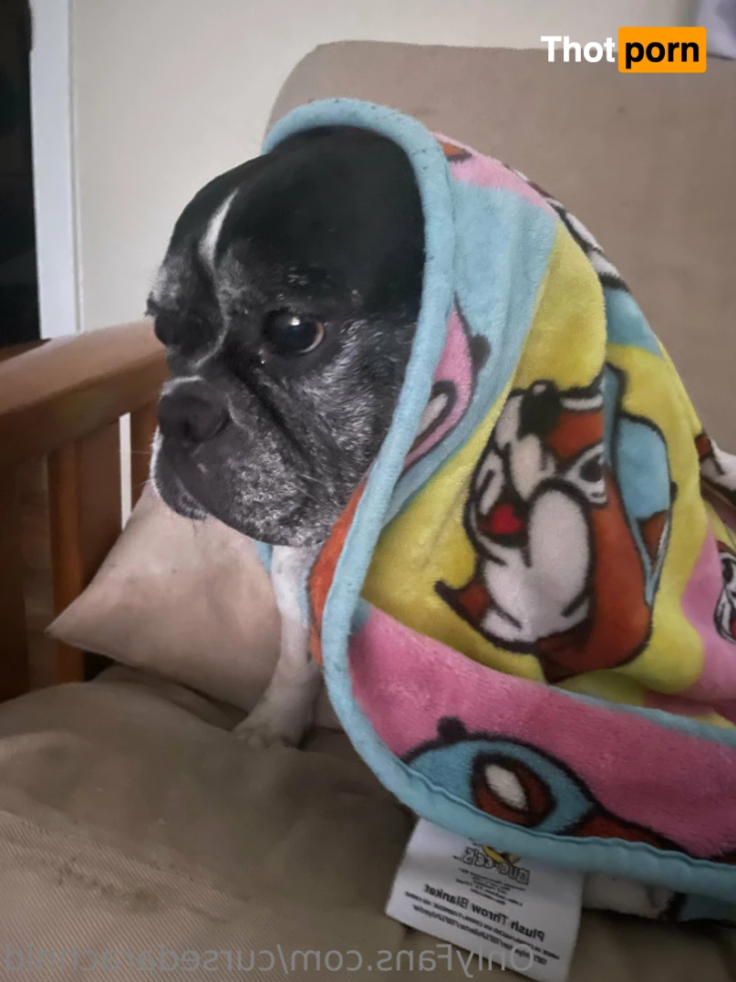 THE SPIDER. 13857317