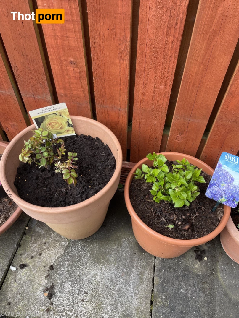 maya - top 3% 💛 6584858