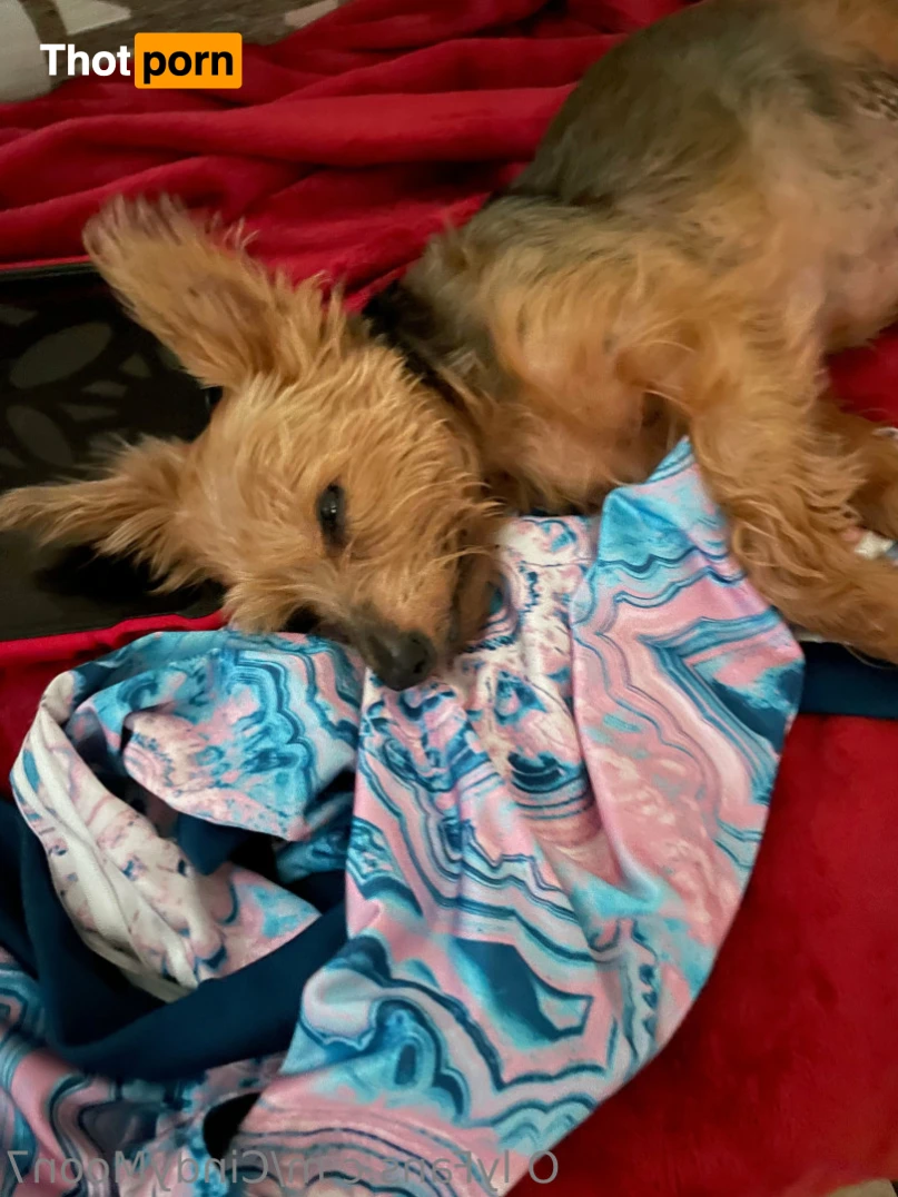 cindymoon 🔝2.1% Busty Petite Asian Dream 13327504