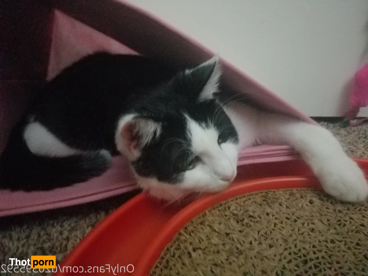 Sleeping Queen Regina Cosplay 6245758