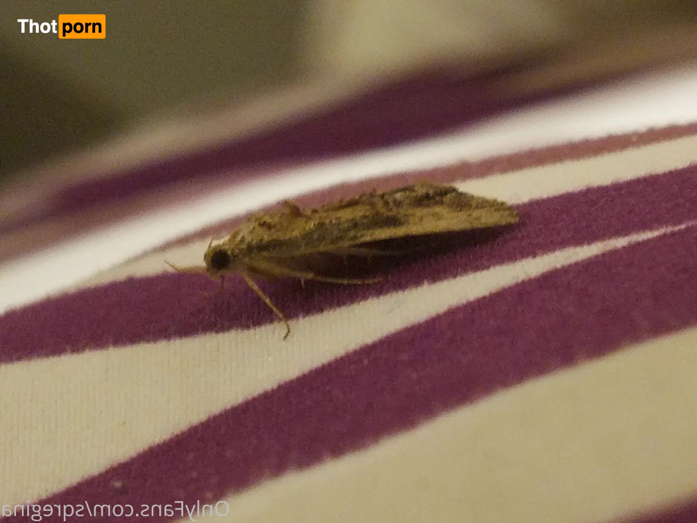 Sleeping Queen Regina Cosplay 6245883