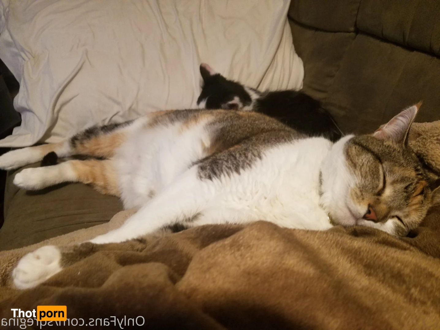 Sleeping Queen Regina Cosplay 6246044