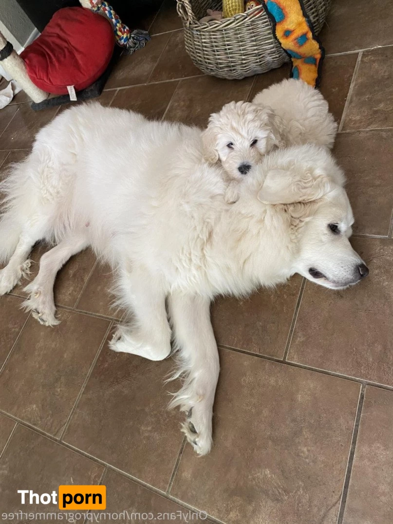 Hornyprogrammerfree 2187799