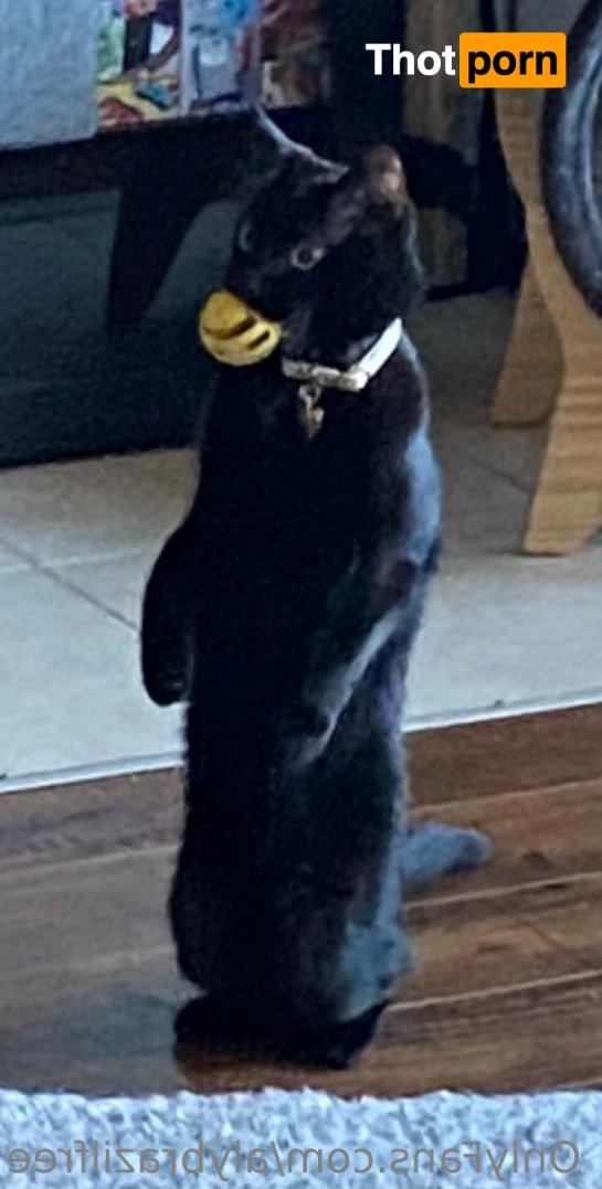 Aly Brazil (FREE OF) 9245270