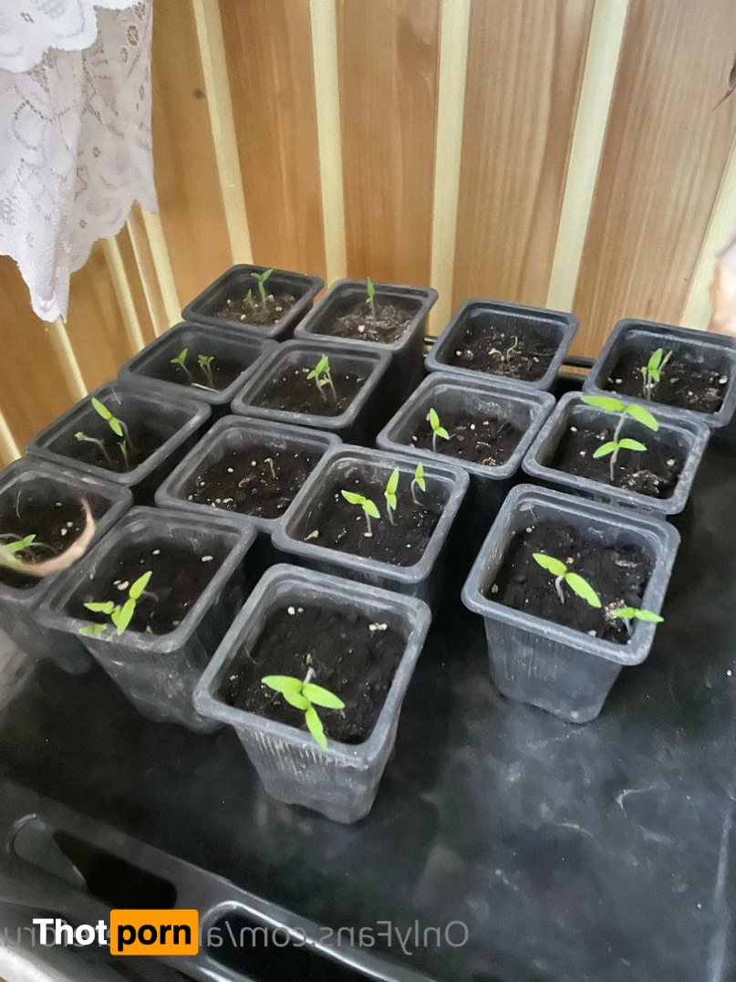 Aneshereforu 3703701