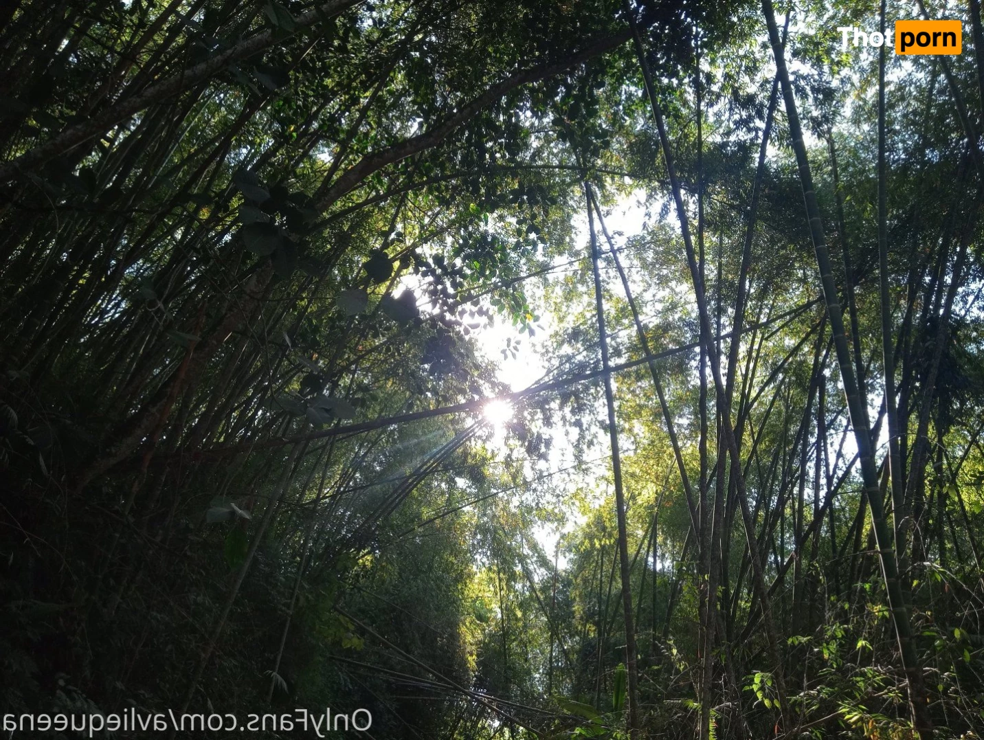 🌺Avlie🌺 3582509