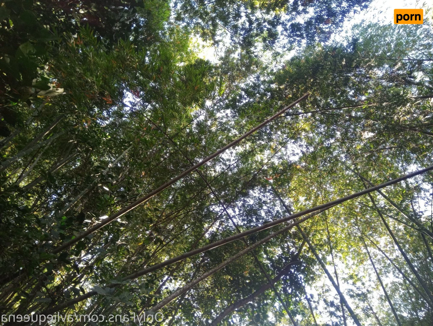 🌺Avlie🌺 3582628