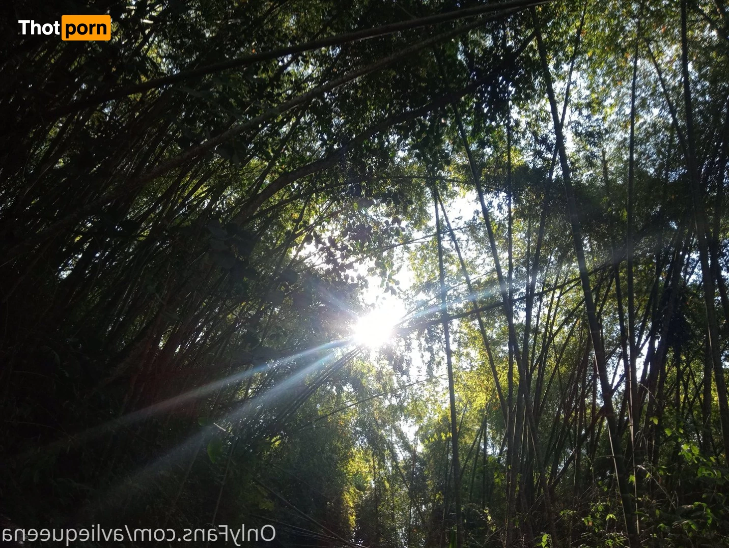 🌺Avlie🌺 3582817