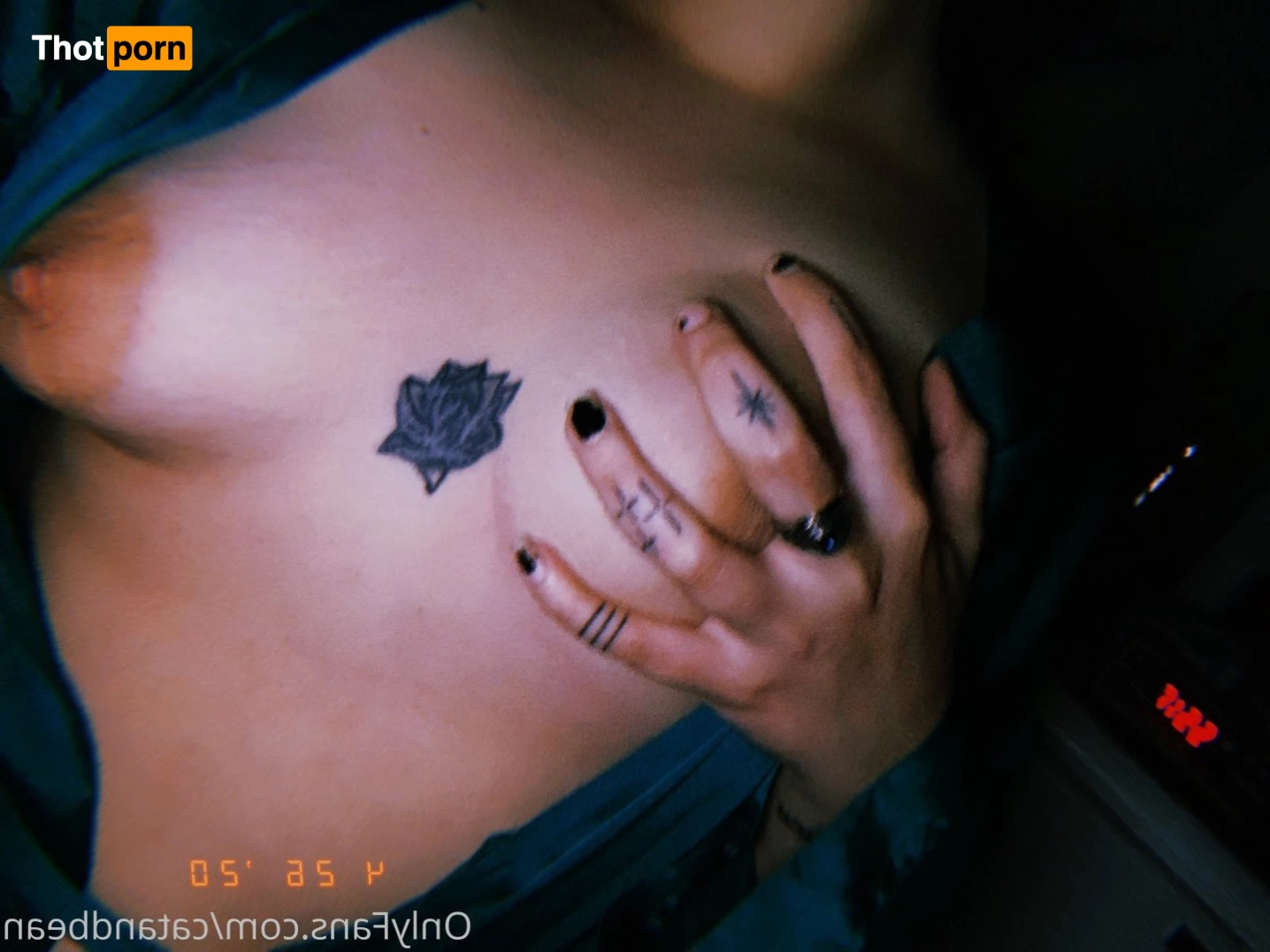 cat and bean! 3725911