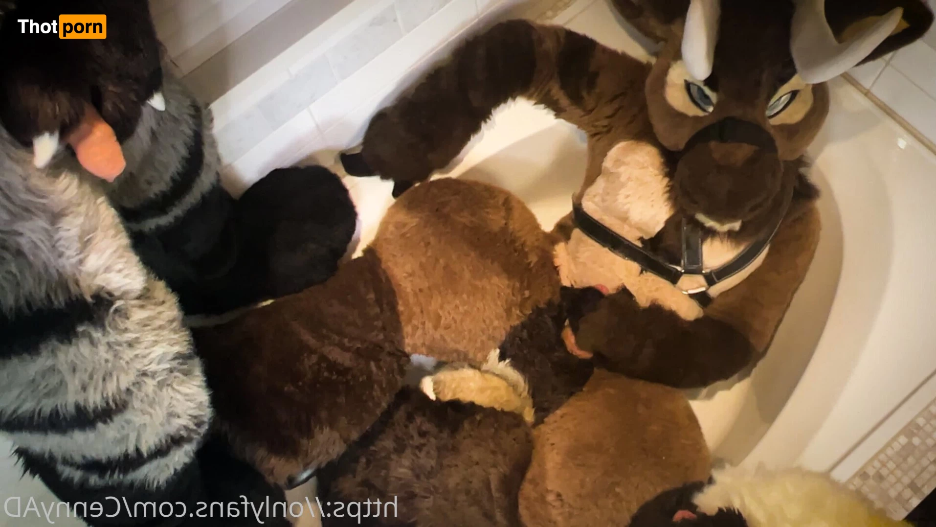 Cenny After Bark 💄 3628020