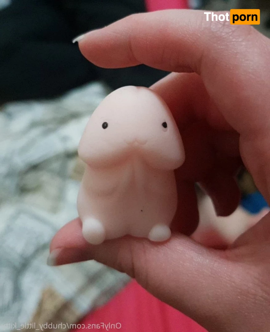 chubby_little_kitty 3532837