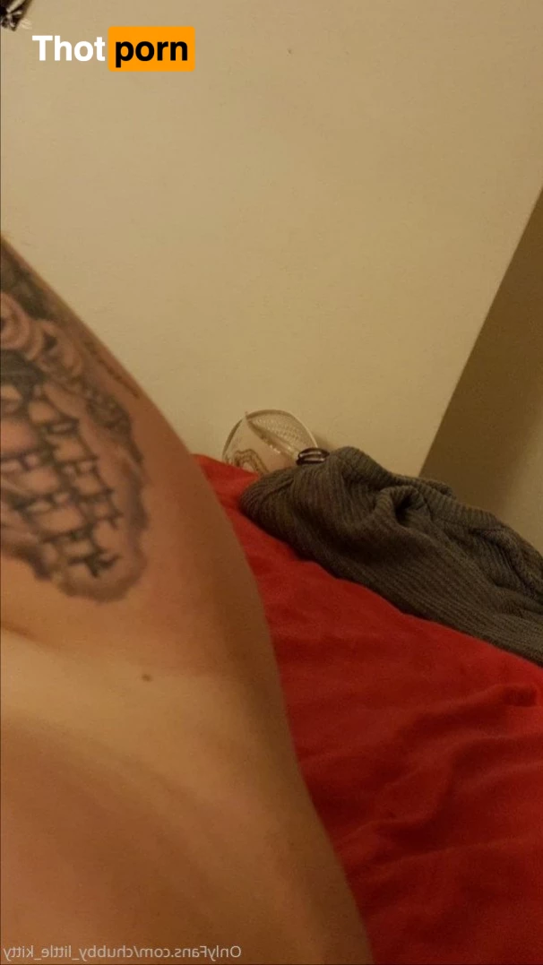 chubby_little_kitty 3532852