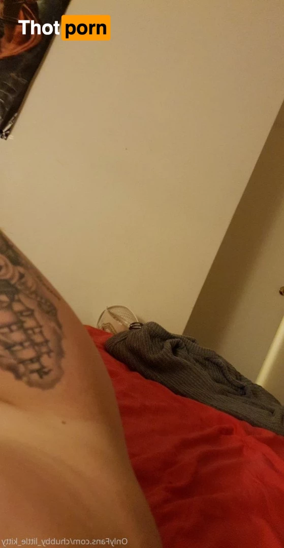 chubby_little_kitty 3532963