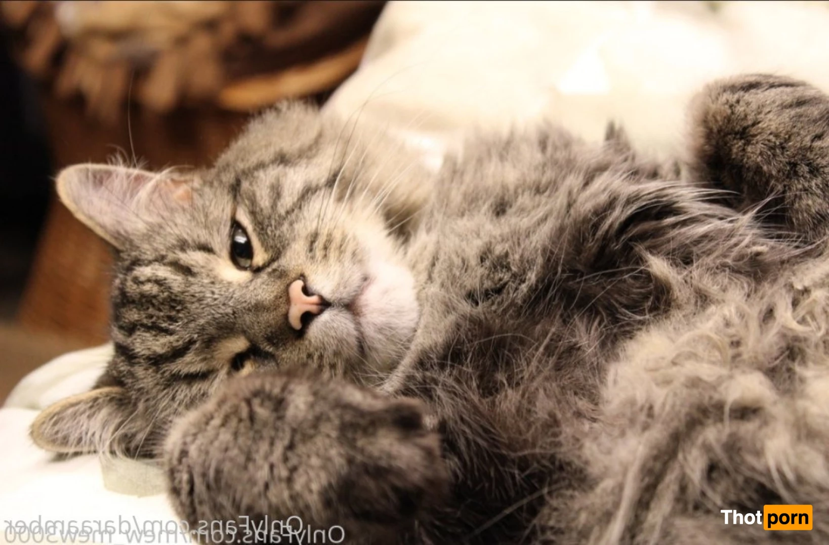 𝓓𝓪𝓻𝓪 𝓐𝓶𝓫𝓮𝓻 5974598