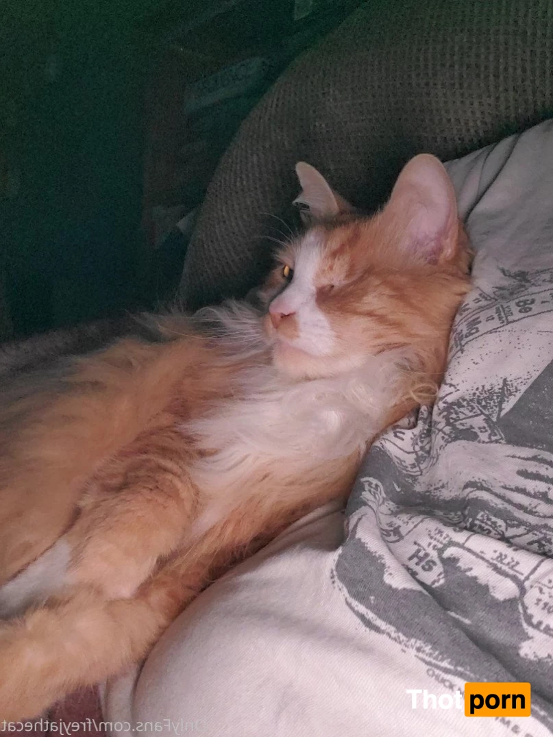 Freyja the Cat 3372269