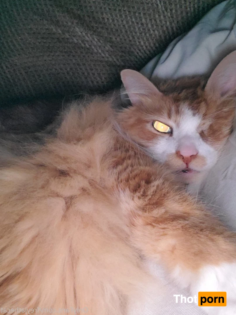 Freyja the Cat 3372285