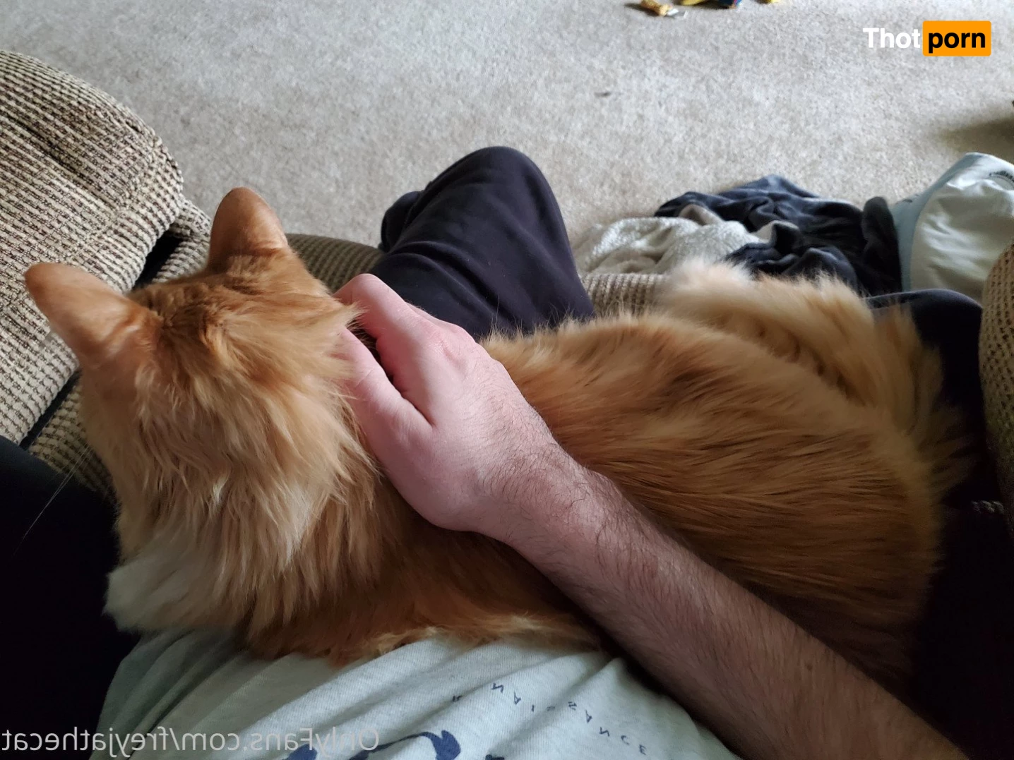 Freyja the Cat 3372294