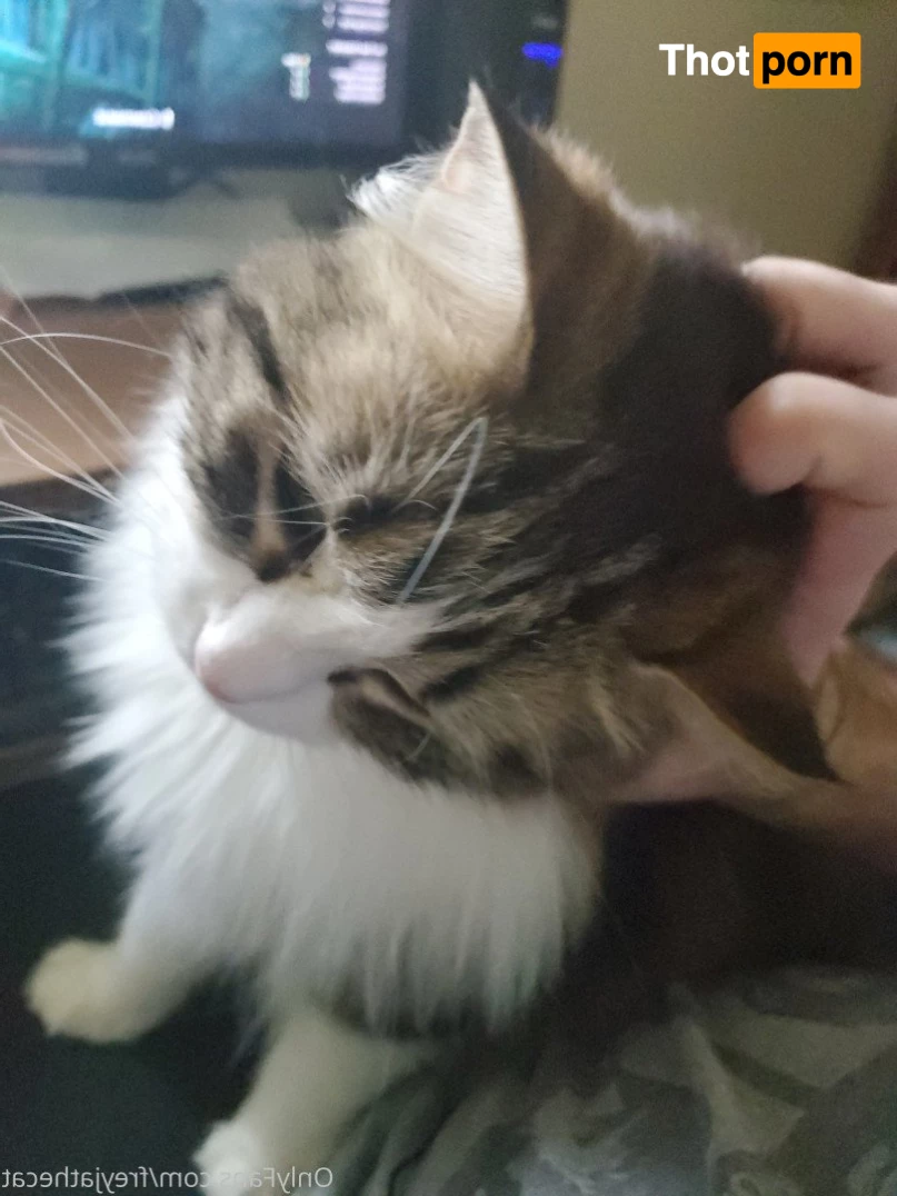 Freyja the Cat 3372340