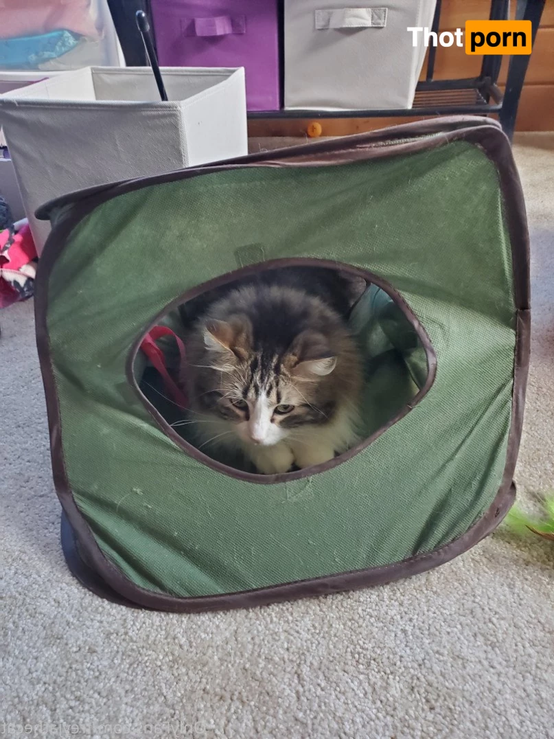 Freyja the Cat 3372367