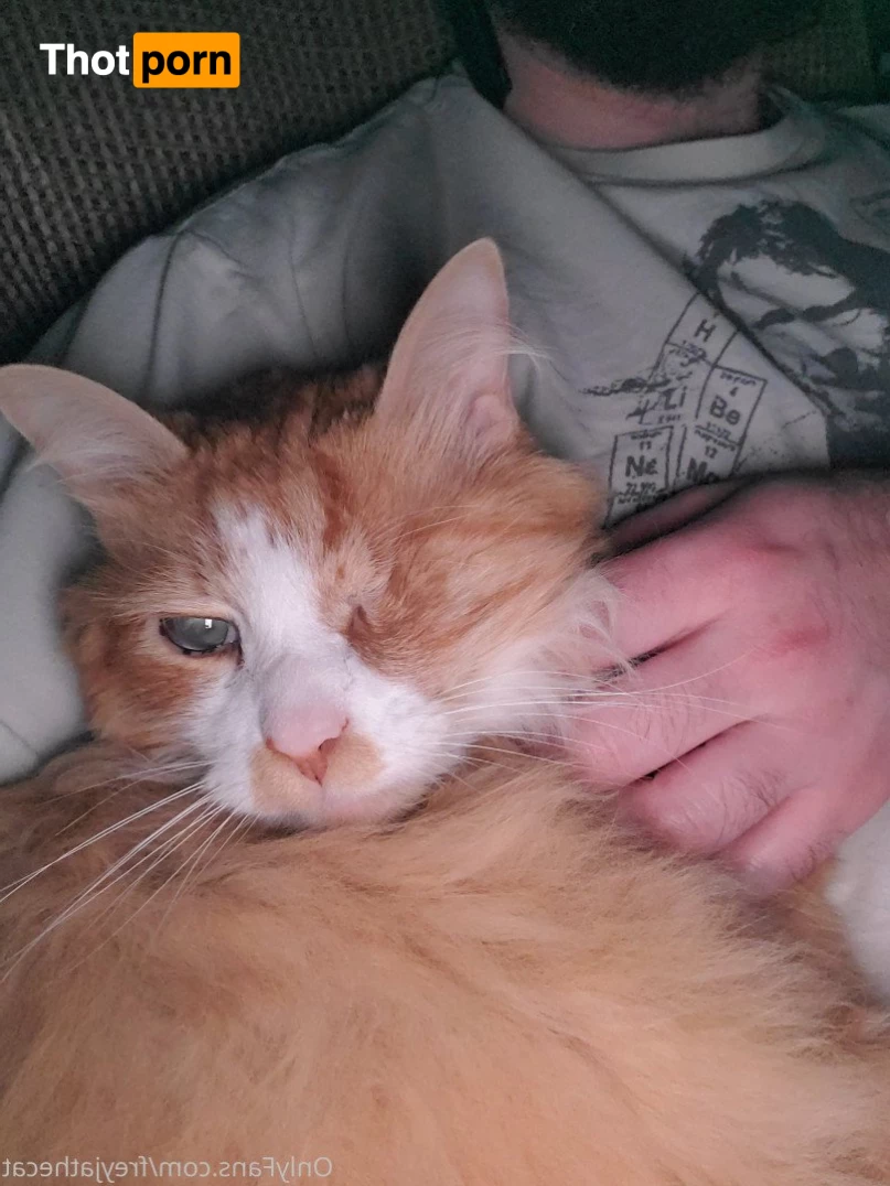 Freyja the Cat 3372390