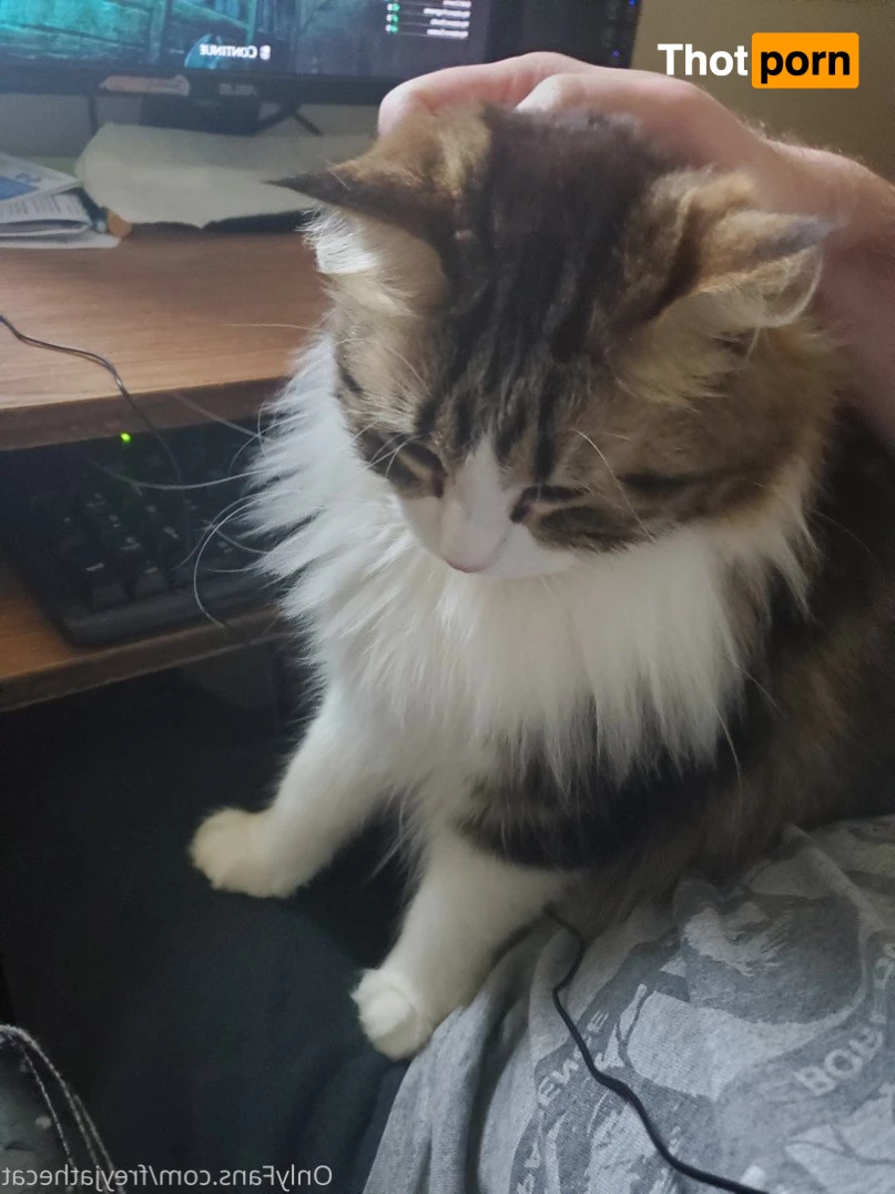 Freyja the Cat 3372407