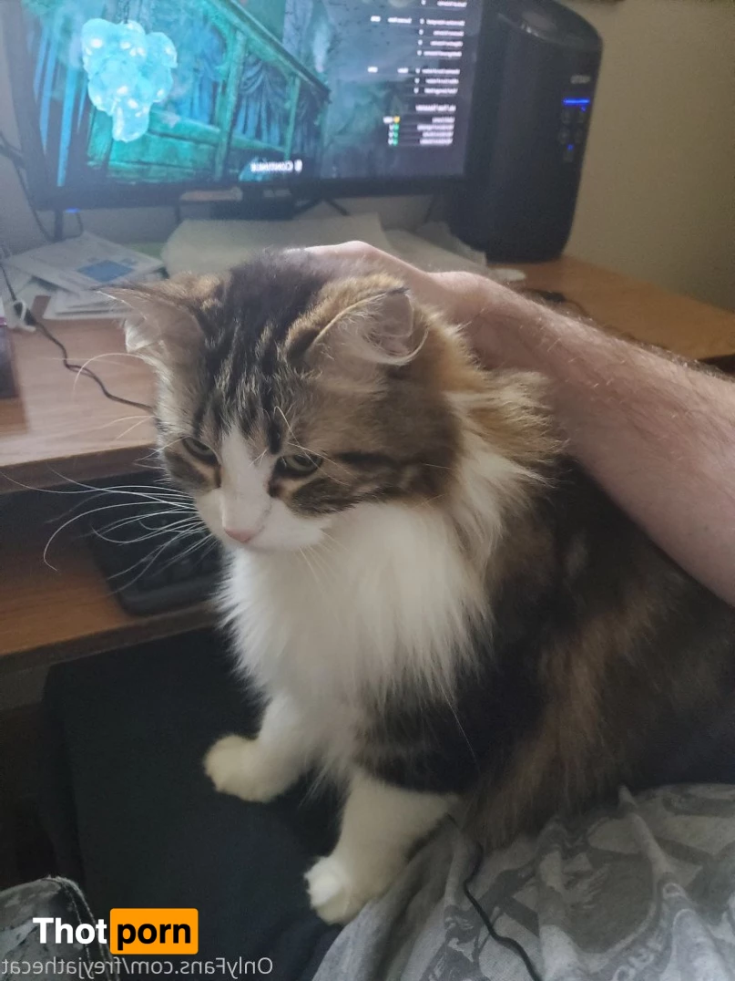 Freyja the Cat 3372420