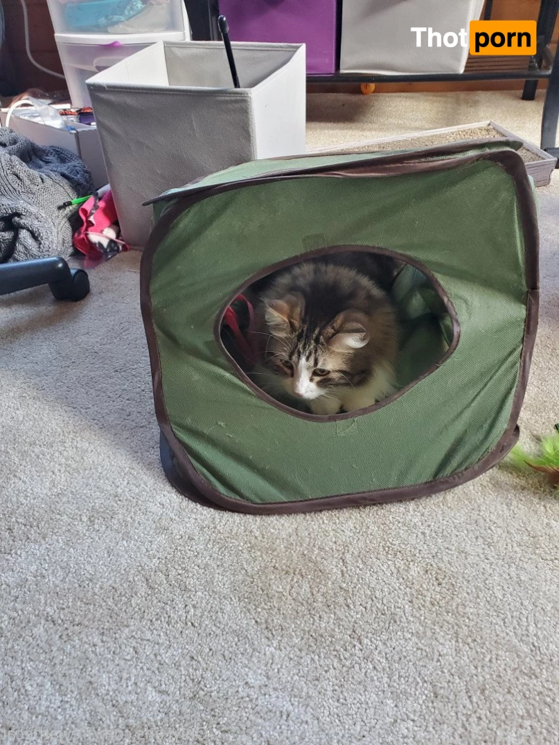 Freyja the Cat 3372427