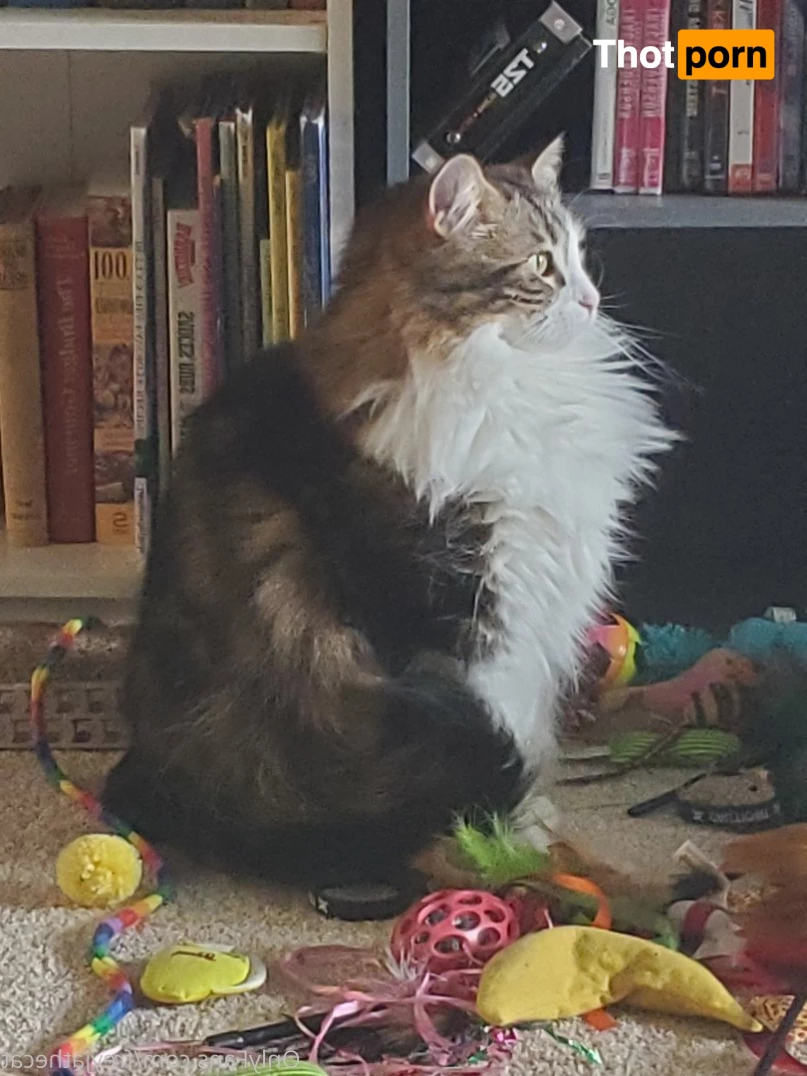 Freyja the Cat 3372441