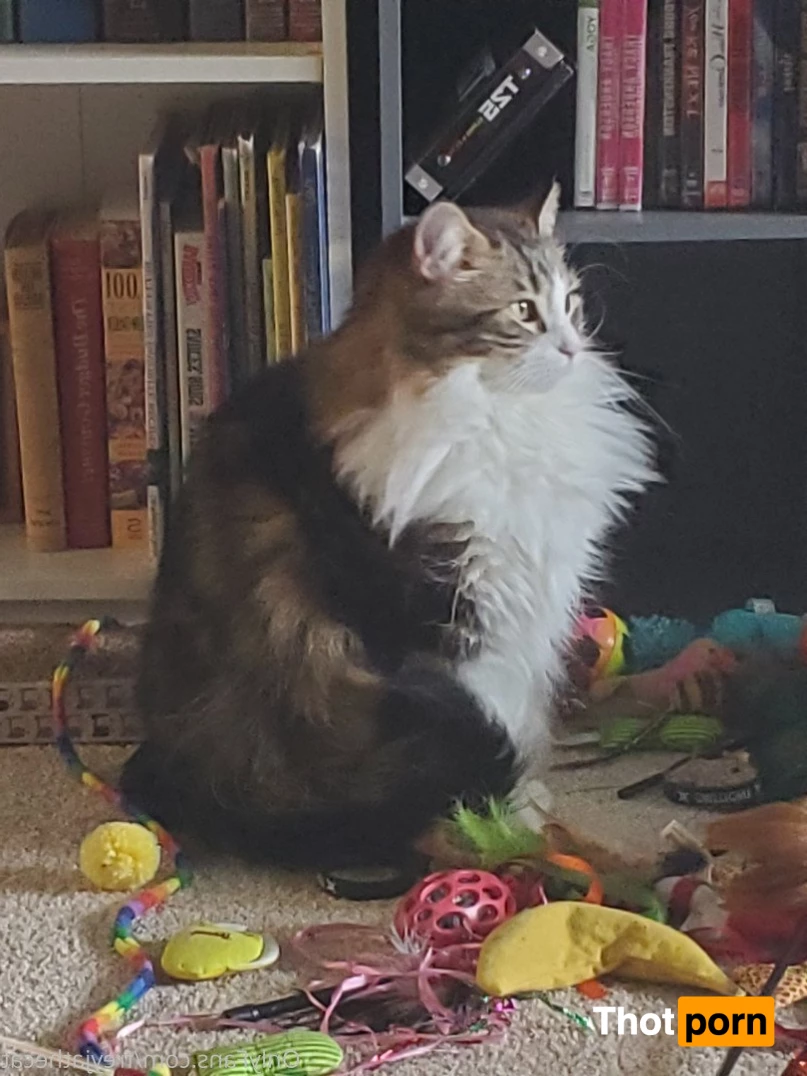 Freyja the Cat 3372453