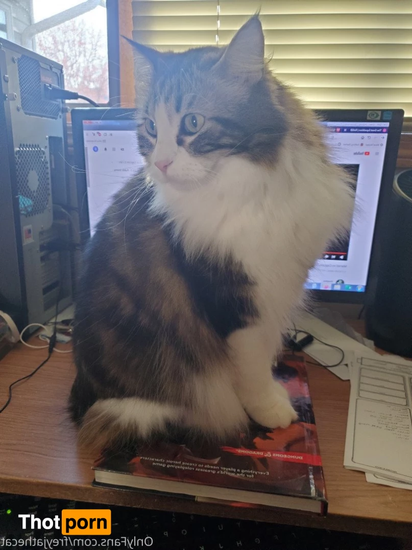 Freyja the Cat 3372467