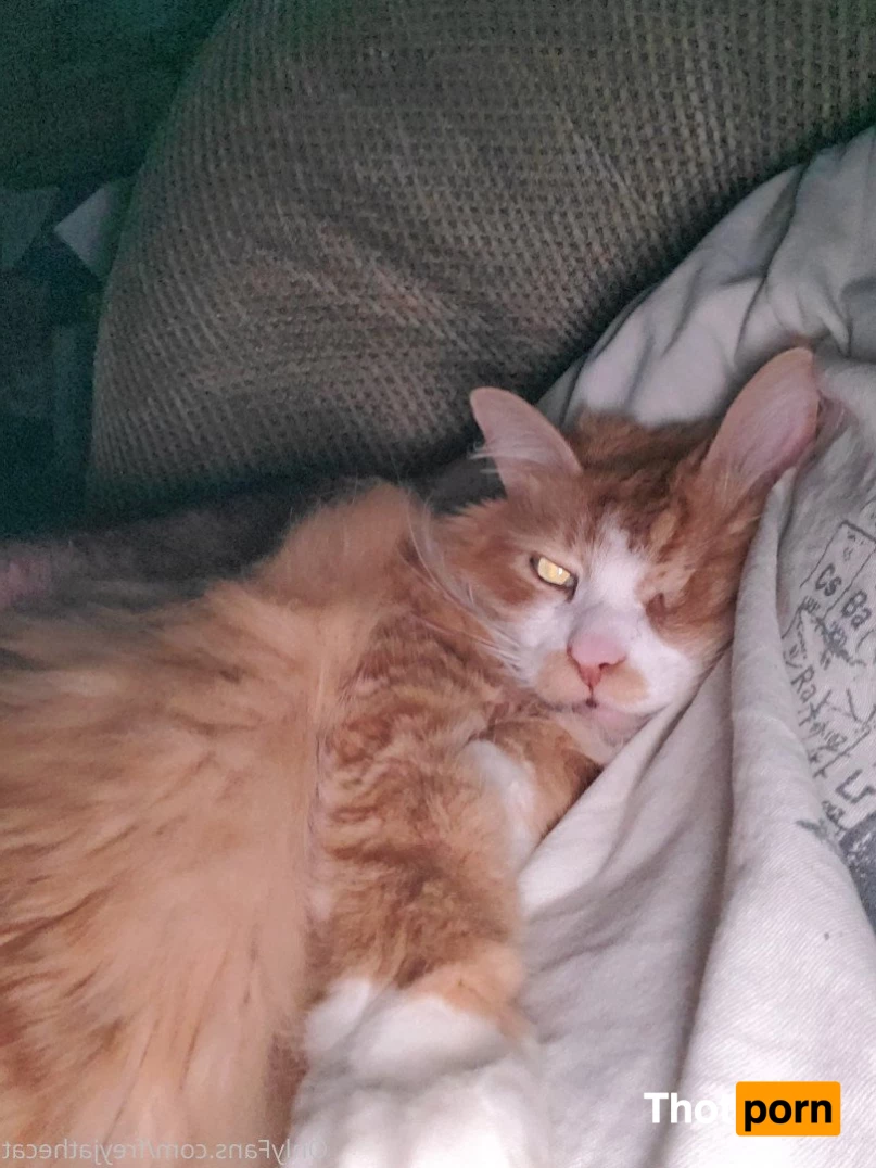 Freyja the Cat 3372473