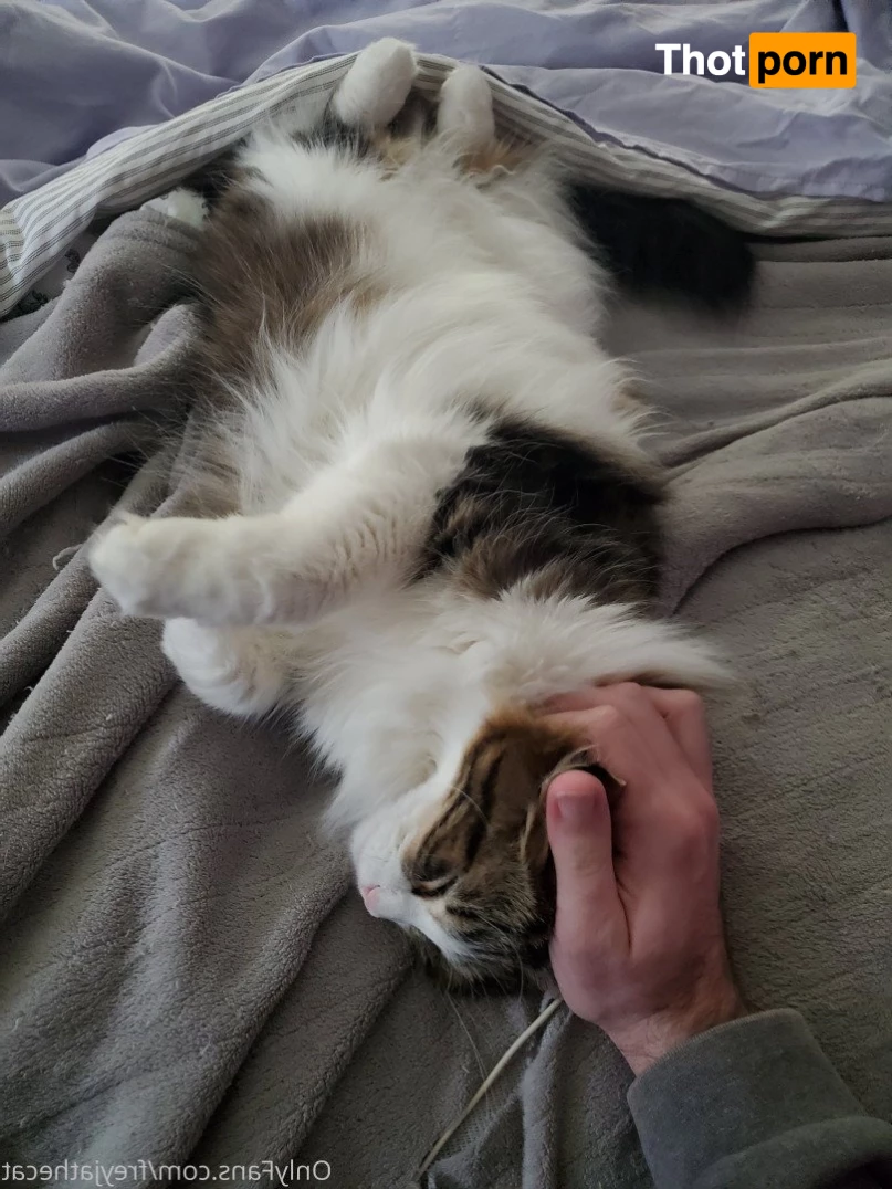 Freyja the Cat 3372490