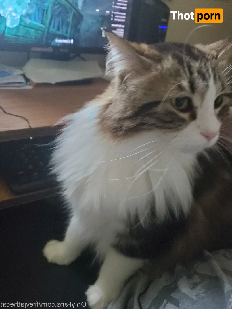 Freyja the Cat 3372498