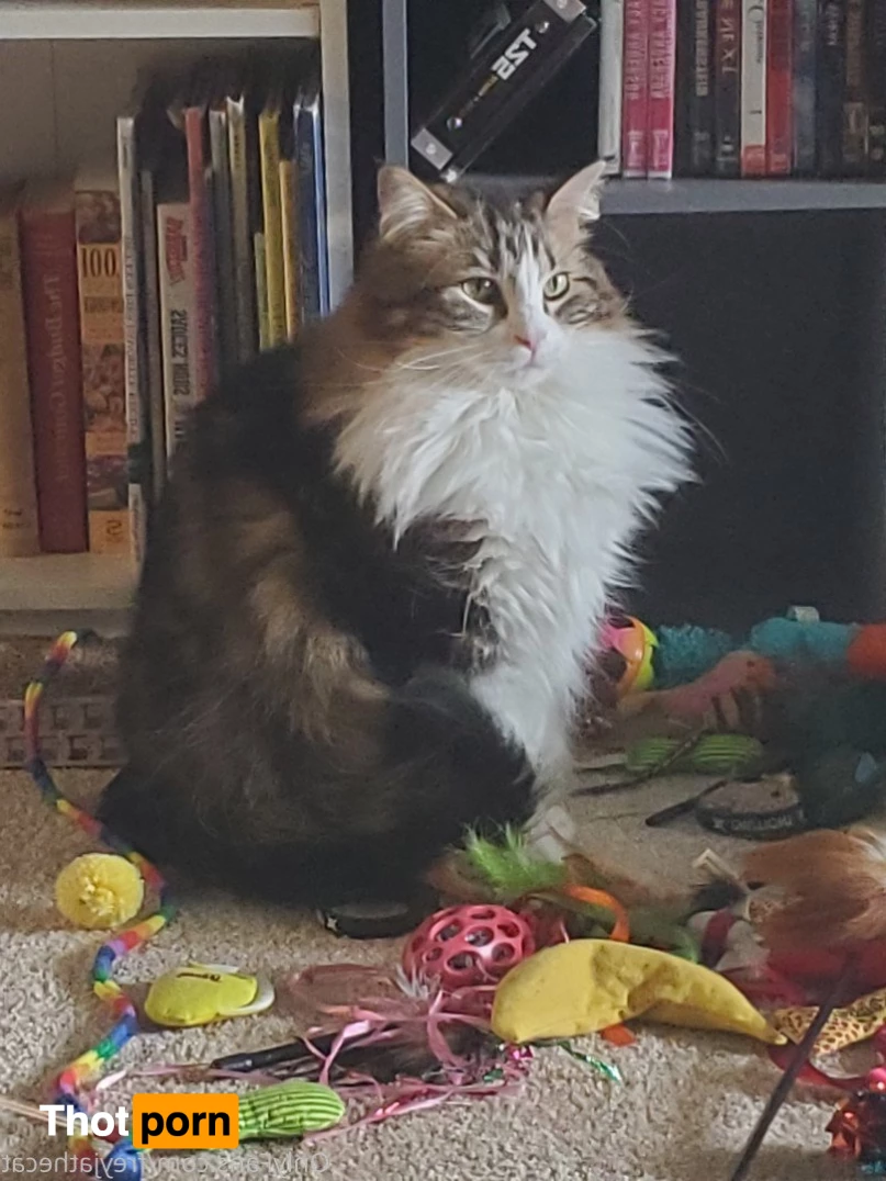 Freyja the Cat 3372512