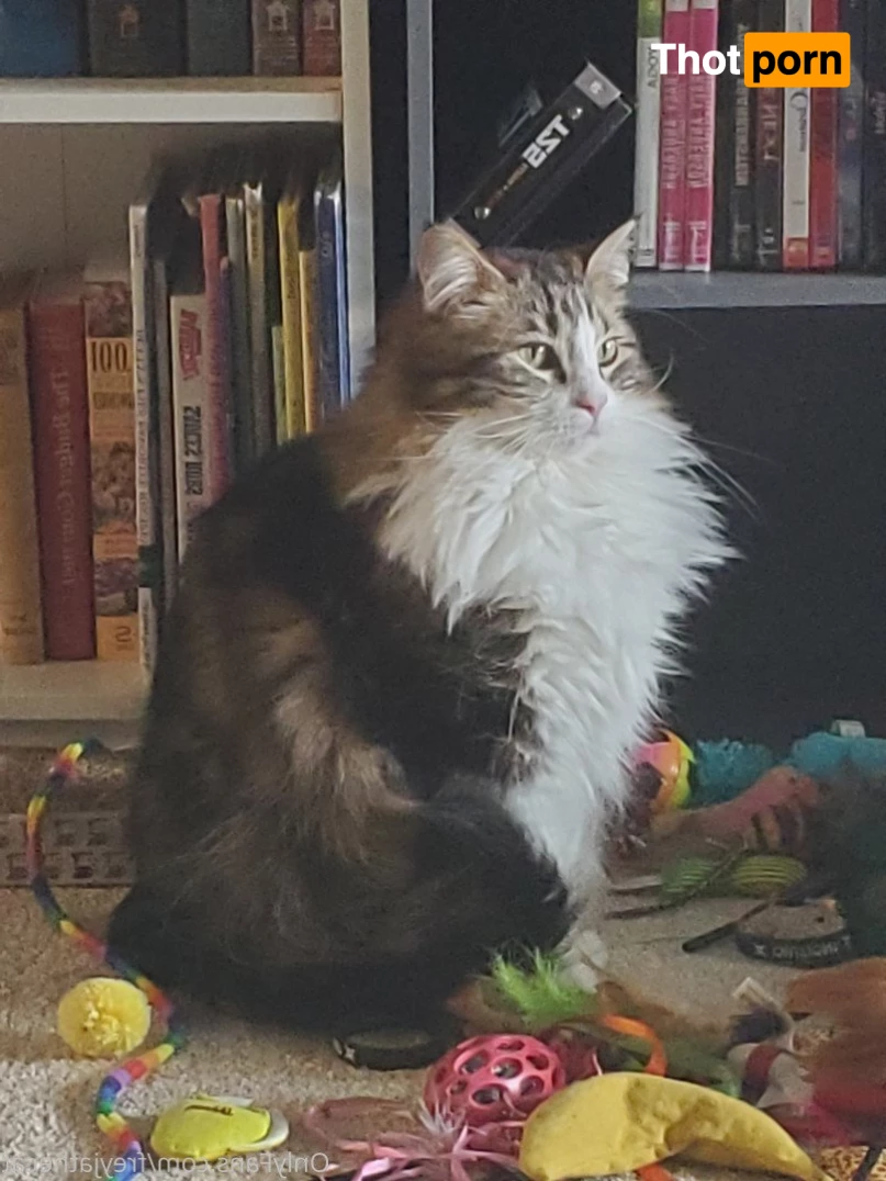 Freyja the Cat 3372524