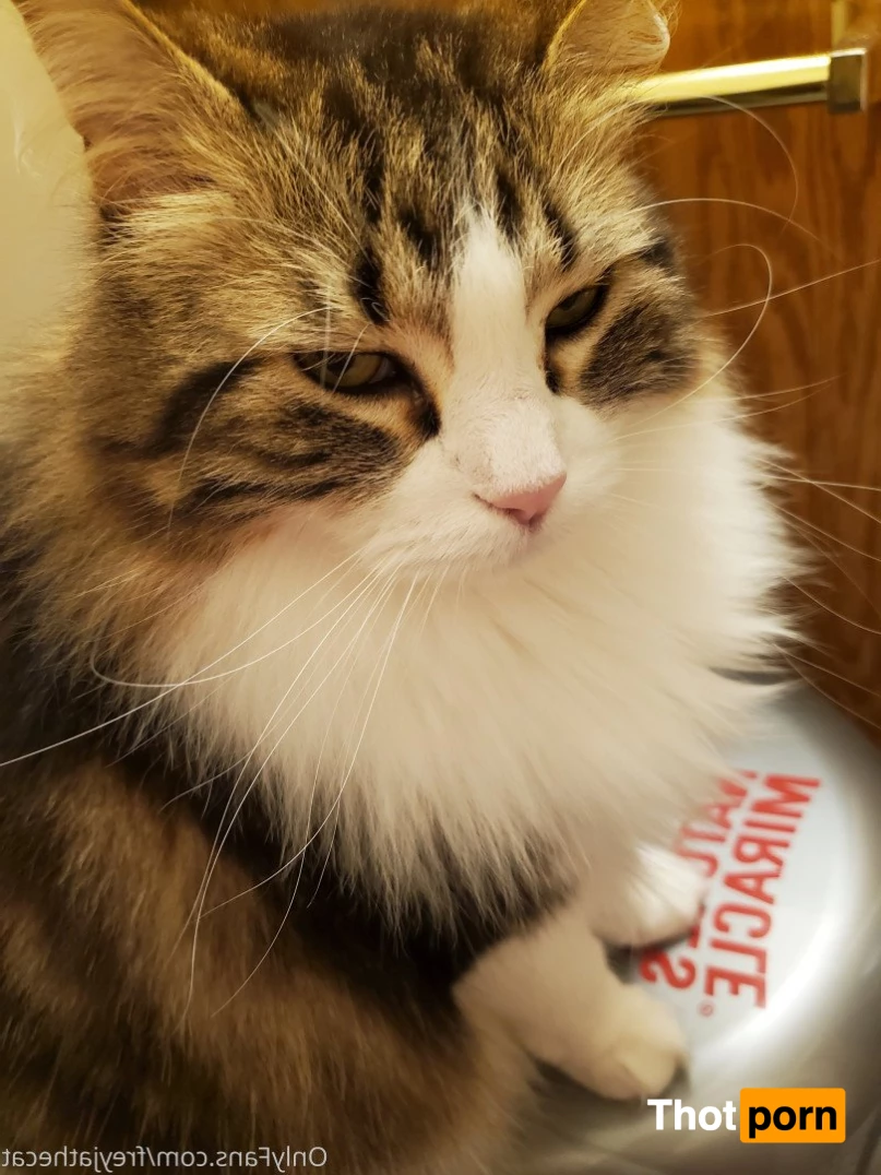 Freyja the Cat 3372553