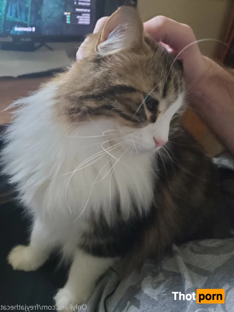 Freyja the Cat 3372566