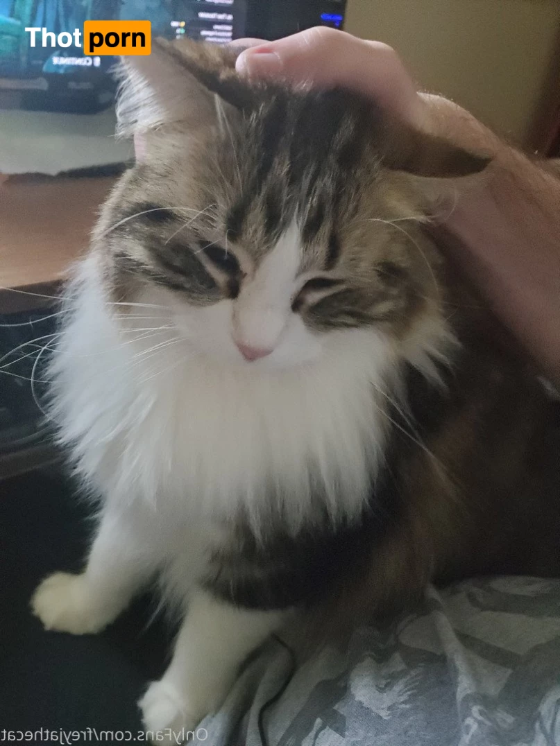 Freyja the Cat 3372576