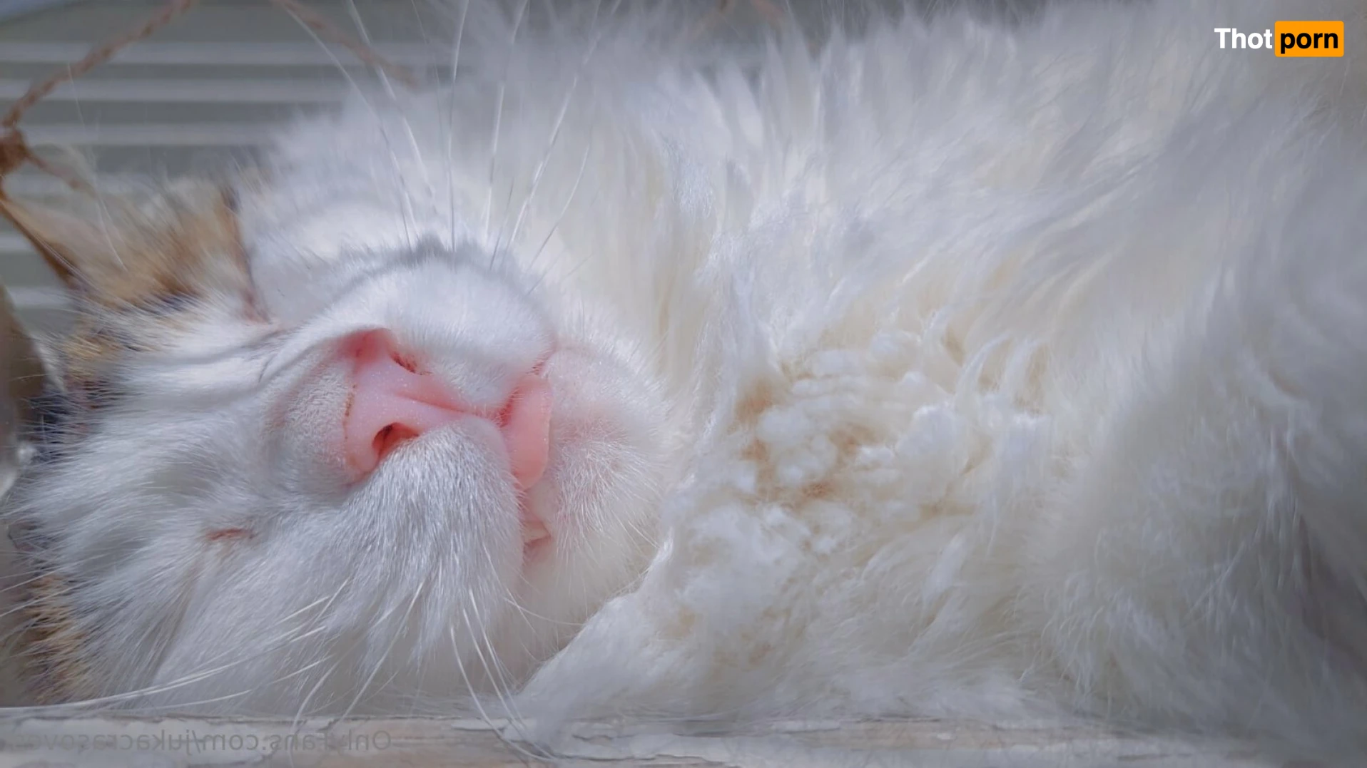 Juka Crasoves 11170688