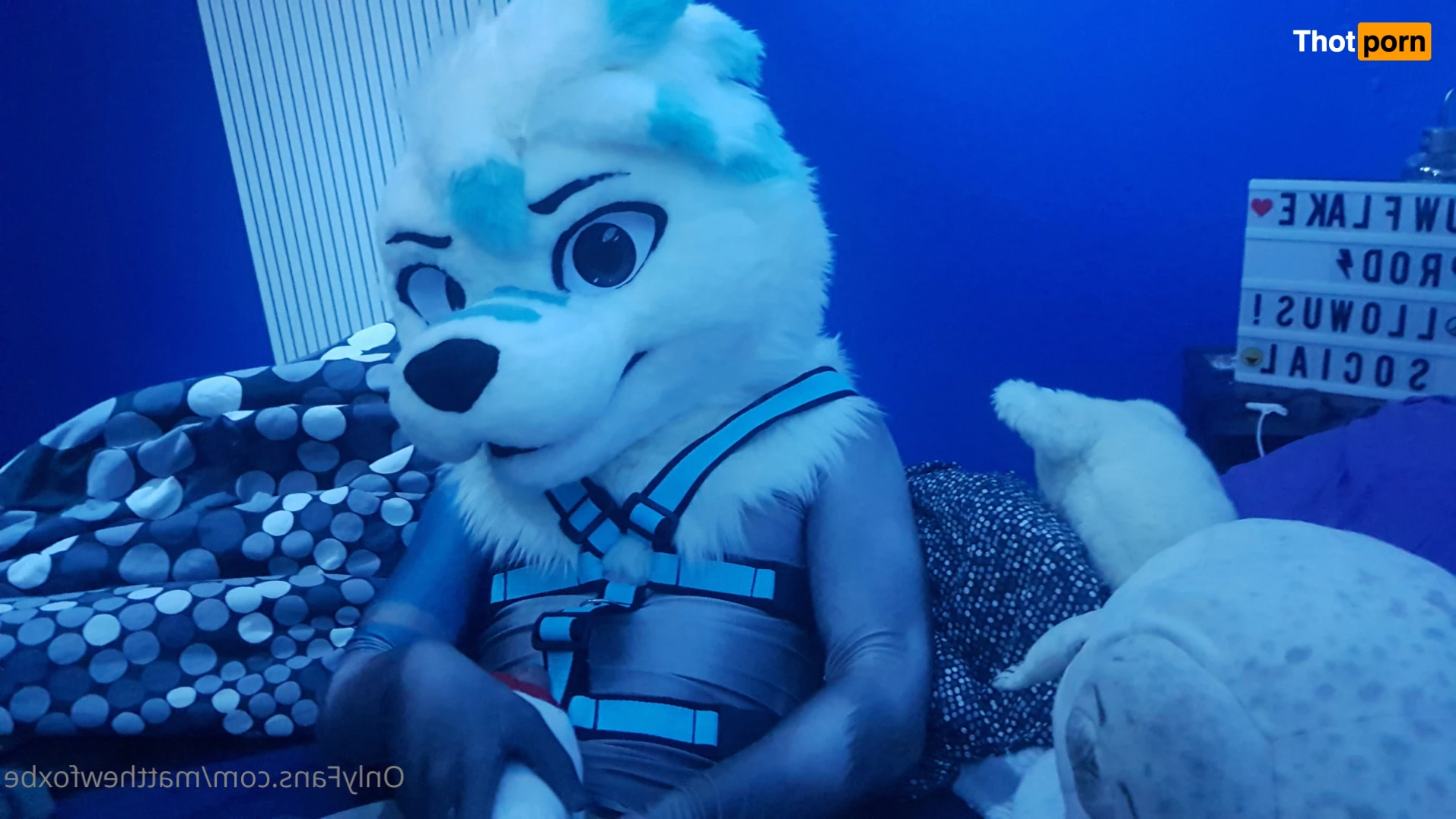 Matthew The Fox 14627579