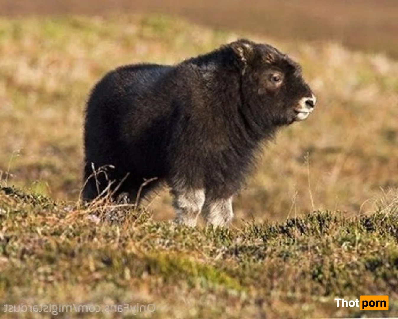 Migi ❤️‍🔥 5734007