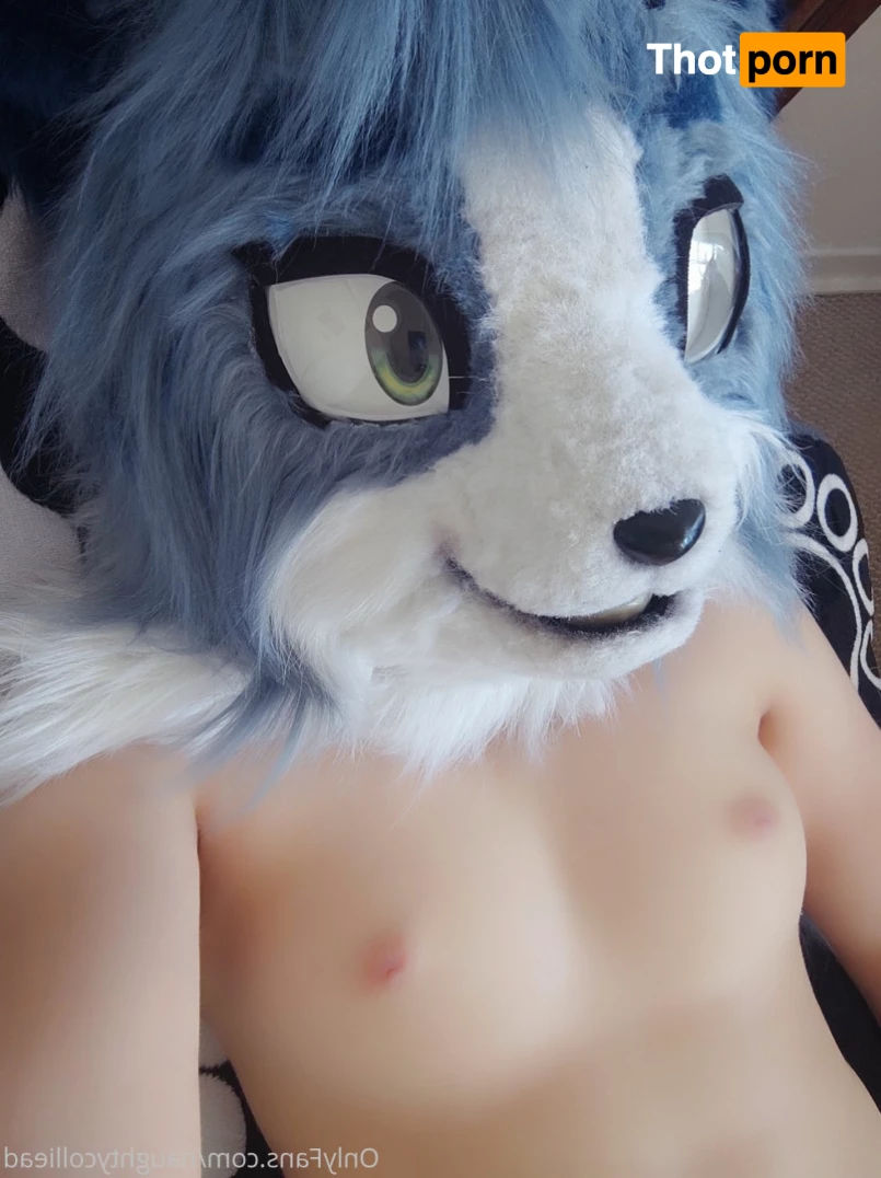 Naughty collie 6175592