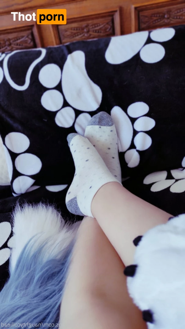 Naughty collie 6175652