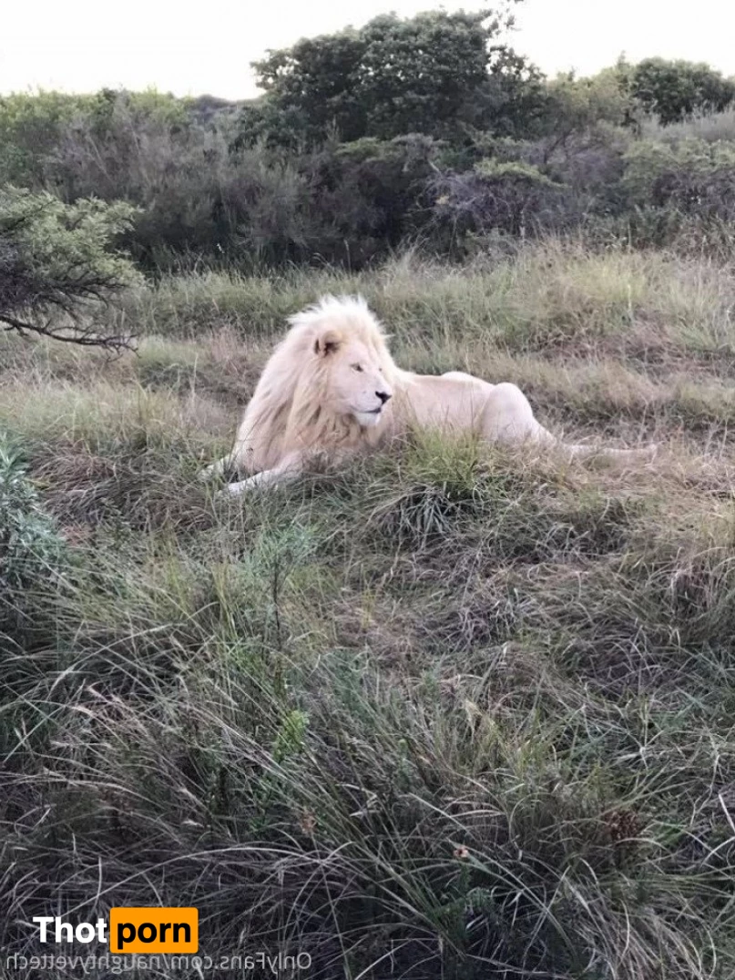 naughtyvettech 2924506